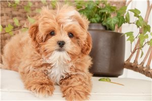 Jamison - Shih-Poo - Shihpoo for sale