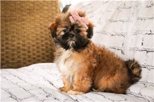 Lyra - puppy for sale