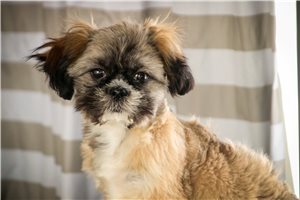 Lieutenant - Shih Tzu for sale