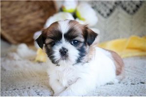 Tulla - puppy for sale