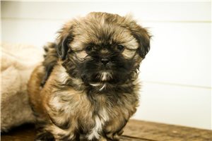 Lindsay - puppy for sale