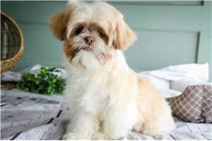 Boots - Shih Tzu for sale