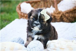 Megan - puppy for sale