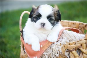 Mirdania - puppy for sale