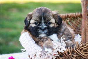 Layna - puppy for sale