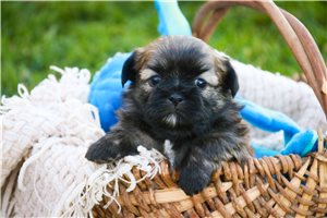 Morton - puppy for sale