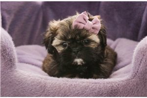 Miranda - puppy for sale