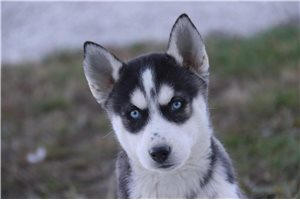 Addison - Siberian Husky for sale
