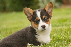 Phillip - Corgi, Pembroke Welsh for sale