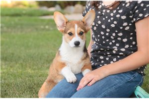 Olive - puppy for sale