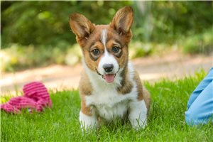 Maria - Corgi, Pembroke Welsh for sale