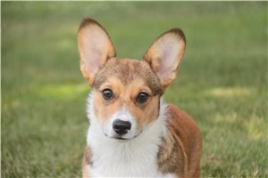 Patty - puppy for sale