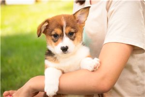 Nathan - Corgi, Pembroke Welsh for sale