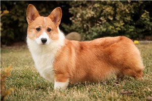 Dalton - Corgi, Pembroke Welsh for sale