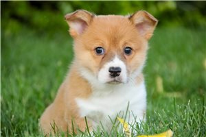 Noland - Pembroke Welsh Corgi for sale