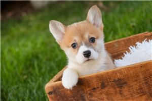 Zoey - Corgi, Pembroke Welsh for sale