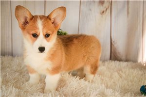 Abigail - Corgi, Pembroke Welsh for sale