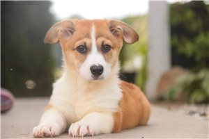 Nemo - Pembroke Welsh Corgi for sale