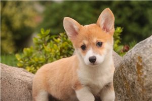 Zoey - Corgi, Pembroke Welsh for sale