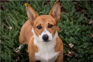 Opie - Pembroke Welsh Corgi for sale