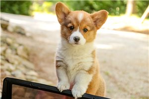 Stella - Corgi, Pembroke Welsh for sale