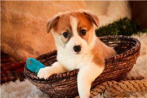 Bill - puppy for sale