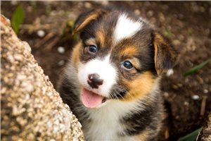 Millie - puppy for sale