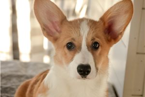 Delta - Corgi, Pembroke Welsh for sale