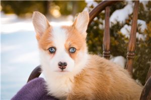 Adrienne - Corgi, Pembroke Welsh for sale