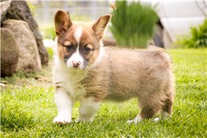 Mila - Corgi, Pembroke Welsh for sale