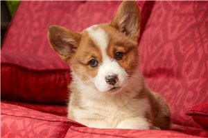 Sammy - Corgi, Pembroke Welsh for sale