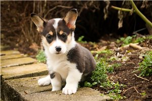 Sienne - Corgi, Pembroke Welsh for sale