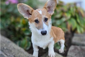 Zelda - Pembroke Welsh Corgi for sale