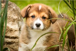 Michael - Corgi, Pembroke Welsh for sale