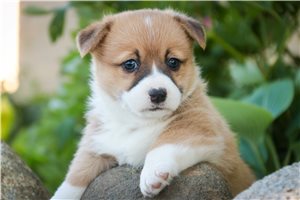 Opie - Corgi, Pembroke Welsh for sale