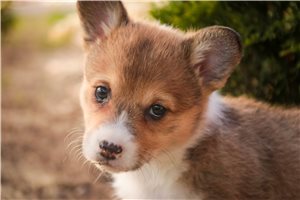 Patty - Corgi, Pembroke Welsh for sale