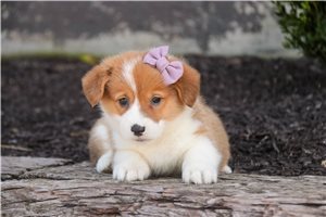 Zuri - Corgi, Pembroke Welsh for sale