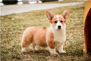 Abigail - Corgi, Pembroke Welsh for sale