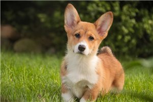 Nica - Corgi, Pembroke Welsh for sale