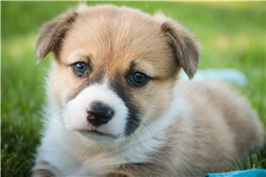Otto - Corgi, Pembroke Welsh for sale