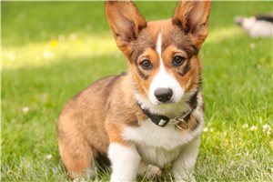 Maria - Corgi, Pembroke Welsh for sale