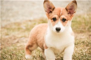 Beto - puppy for sale