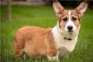 Nemo - Pembroke Welsh Corgi for sale