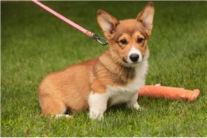 Michael - Corgi, Pembroke Welsh for sale