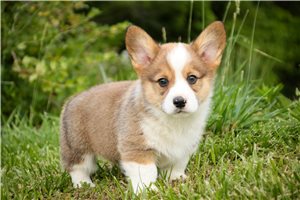 Salem - Corgi, Pembroke Welsh for sale