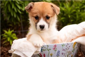 Bailey - puppy for sale