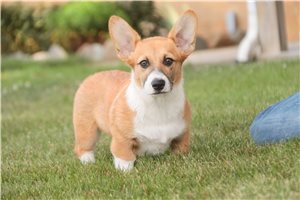 Otto - Corgi, Pembroke Welsh for sale