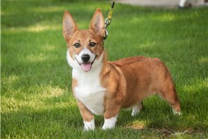 Opie - Corgi, Pembroke Welsh for sale