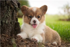 Stella - puppy for sale