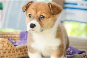 Nica - Corgi, Pembroke Welsh for sale